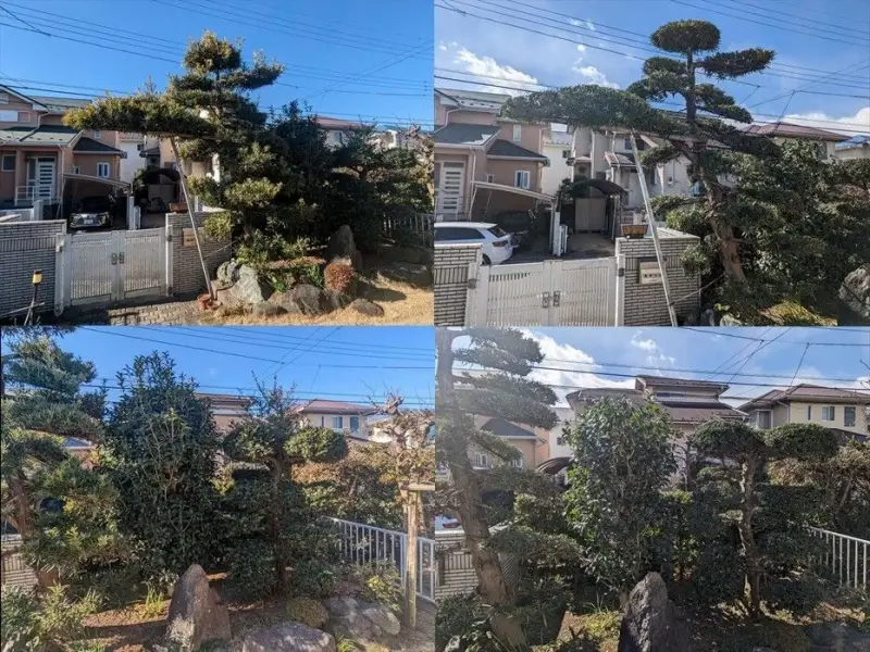 剪定作業実施
